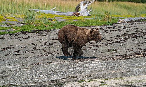 Alaska Grizzly Bär