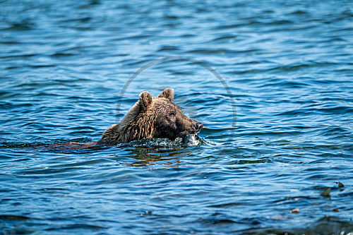 Alaska Grizzly Bär