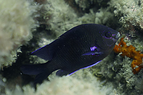 Kanaren Demoiselle