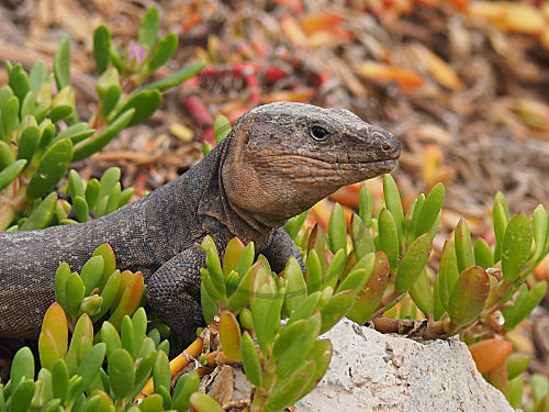 Gran-Canaria-Rieseneidechse