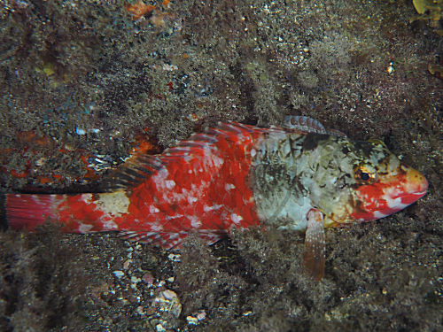 Europäischer Papageifisch