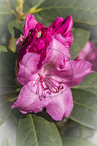 hododendron RHODODENDRON ALPENROSE