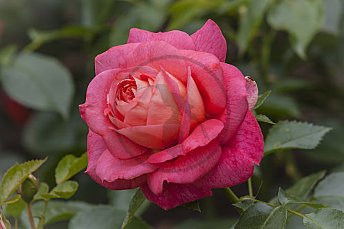 rosa ROSE (rosaceae)