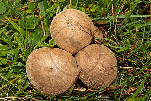Wiesenstäubling
