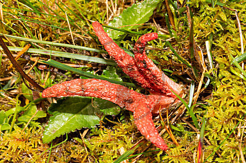 Tintenfischpilz