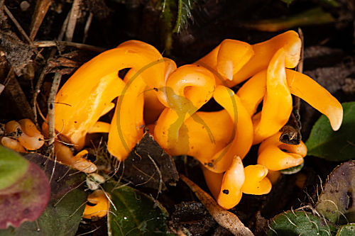 Goldgelbe Wiesenkeule
