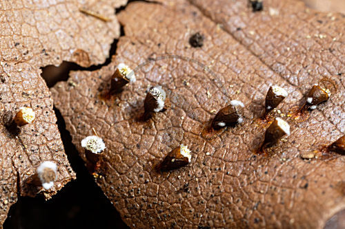 Craterium minutum