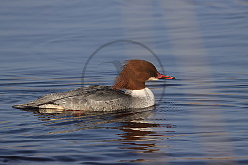 Gänsesäger