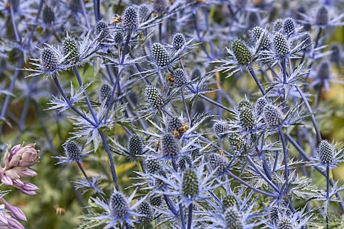 eryngium EDELDISTEL MANNSTREU