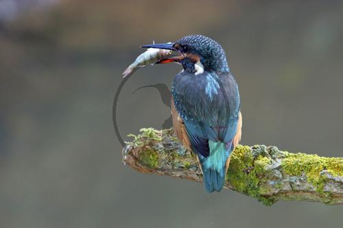 Eisvogel
