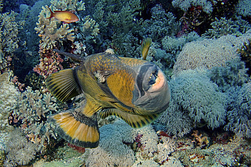 Riesen-Drückerfisch