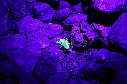 Skorpion im UV-Licht