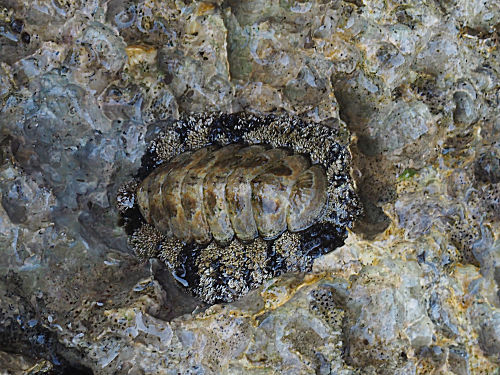 Vaillants Käferschnecke