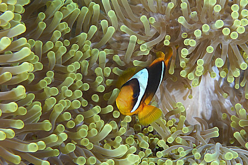 Rotmeer-Anemonenfisch