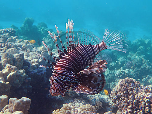 Gewöhnlicher Rotfeuerfisch