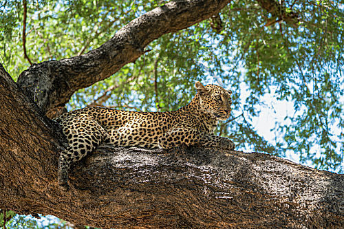 Leopard