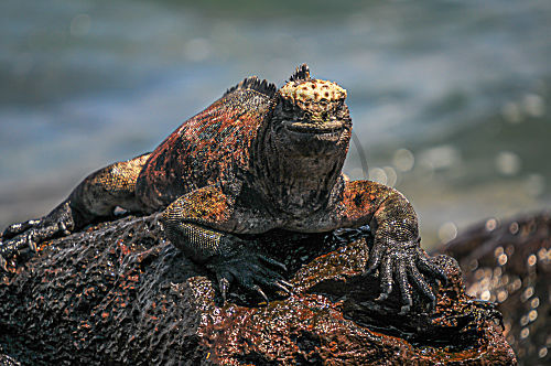 Galapagos Meerechse