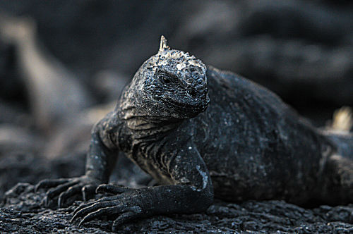 Galapagos Meerechse