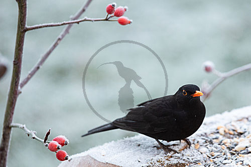 Amsel