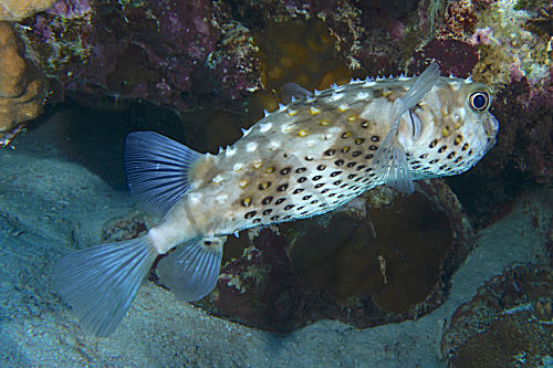 Gelbflecken-Igelfisch