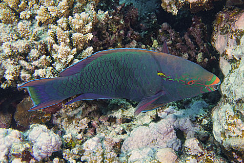 Dunkler Papageifisch