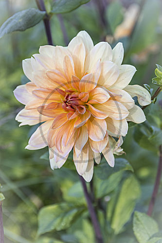 dahlia DAHLIE DAHLIA