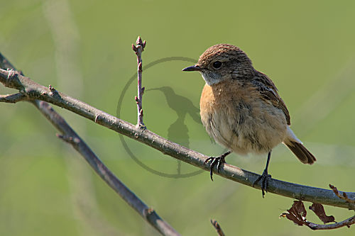 Schwarzkehlchen