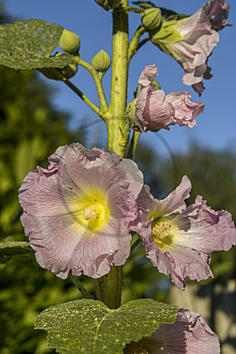 alcea syn. althea rosea STOCKROSE. alcea syn. althea HOLLYHOCK.