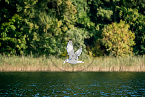 Silbermöve