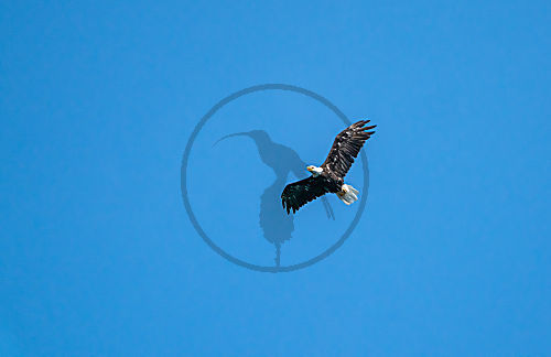 Weisskopfseeadler