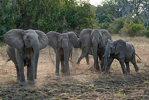 Afrikanische Elefanten