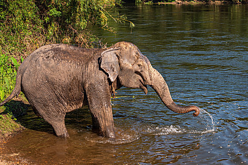 Asiatischer Elefant