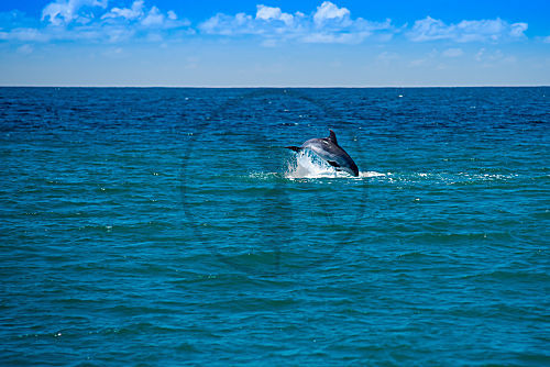 Delphin