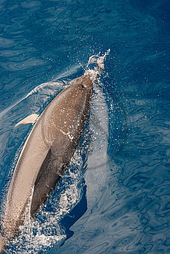 Delphin
