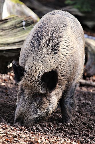Wildschwein