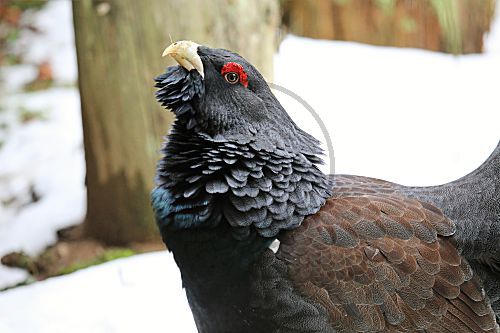 Auerhuhn