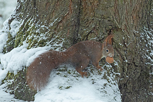 Eichhörnchen