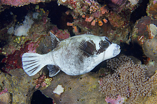 Maskenkugelfisch