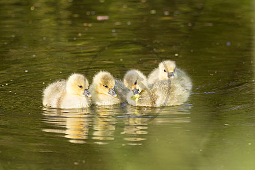 Graugansfamilie