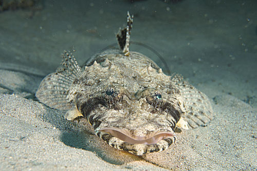 Teppich-Krokodilfisch