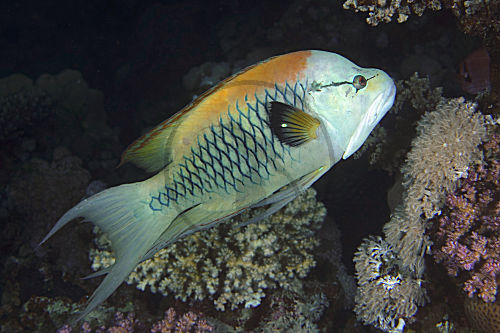 Stülpmaullippfisch