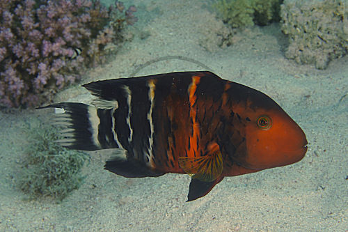 Rotbrust-Prachtlippfisch