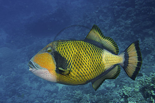 Riesen-Drückerfisch