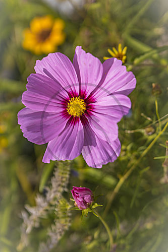cosmos KOSMEE SCHMUCKKOERBCHEN COSMEA