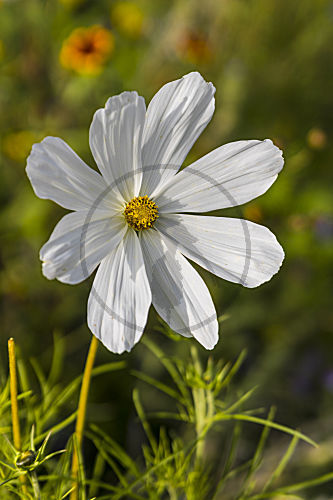 cosmos KOSMEE SCHMUCKKOERBCHEN COSMEA