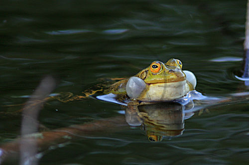 Wasserfrosch