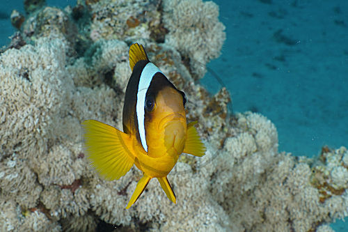 Rotmeer-Anemonenfisch
