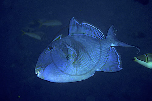 Blaustreifen-Drückerfisch