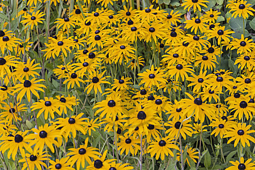 rudbeckia fulgida SONNENHUT RUDBECKIE RUDBECKIA