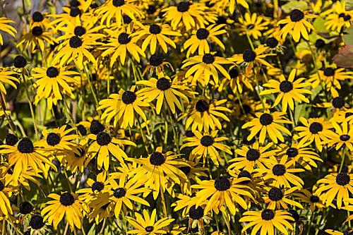 rudbeckia fulgida SONNENHUT RUDBECKIE RUDBECKIA